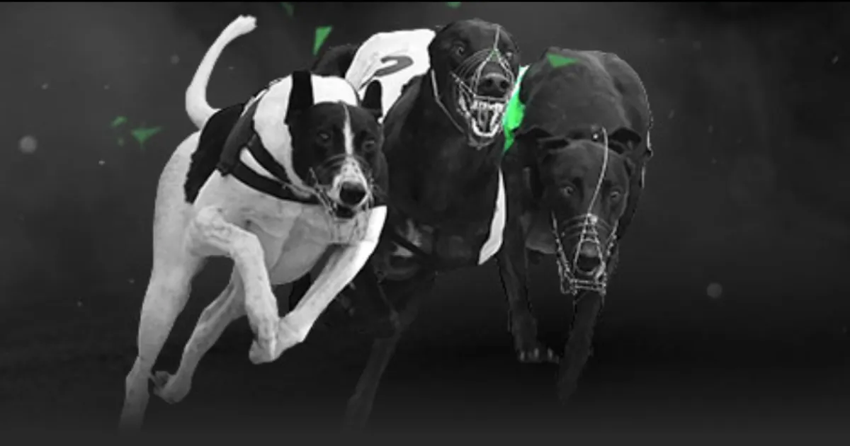 四连冠神话,再续,主场奇缘能,太阳城,太阳城娱乐,太阳城app,太阳城赌场